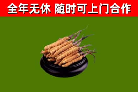 黔南回收散虫草